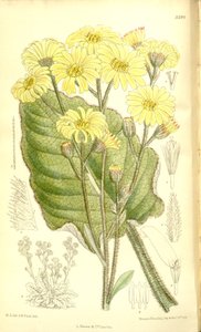Senecio saxifragoides - Matilda Smith